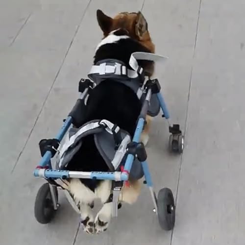 Amazon.co.jp: ペット用車椅子 コーギー犬用 4輪 小型犬・中型犬・大型